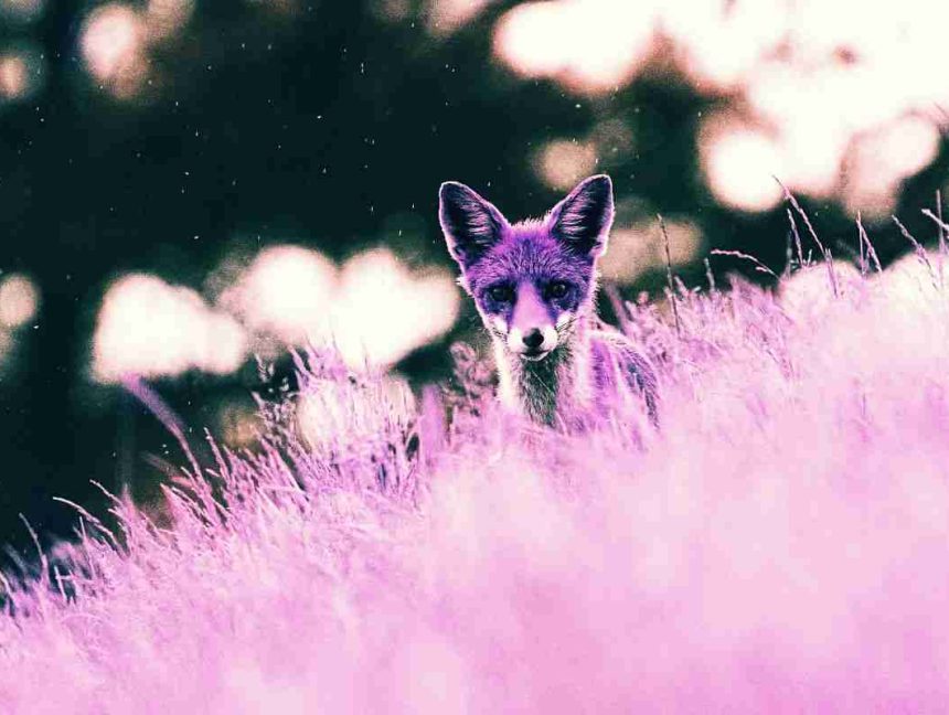 Purple Fox Malware Worms Its Way Into Exposed Windows Systems