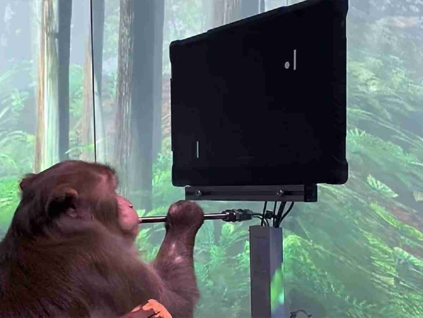 Watch: Monkey Uses Elon Musk’s Neuralink To Play Pong With Its Mind