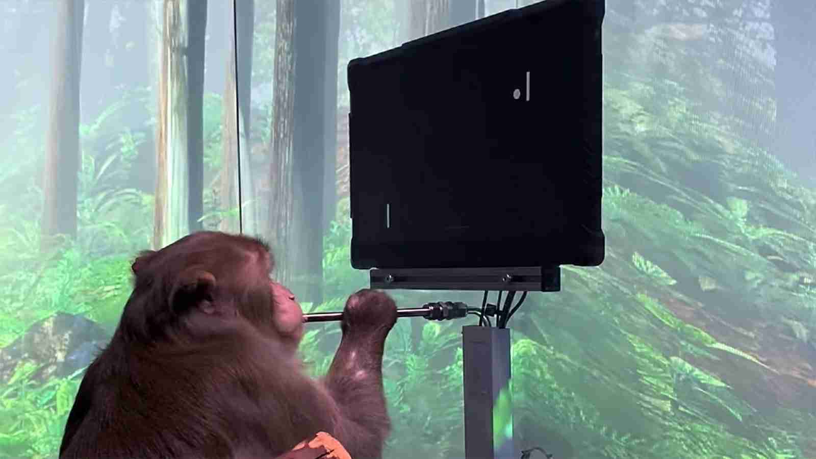 Watch: Monkey Uses Elon Musk’s Neuralink To Play Pong With Its Mind