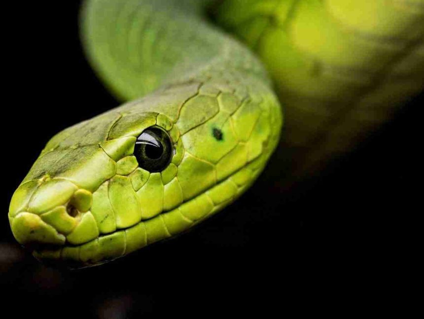 Snake Malware Biting Hard on 50 Apps For Only $25