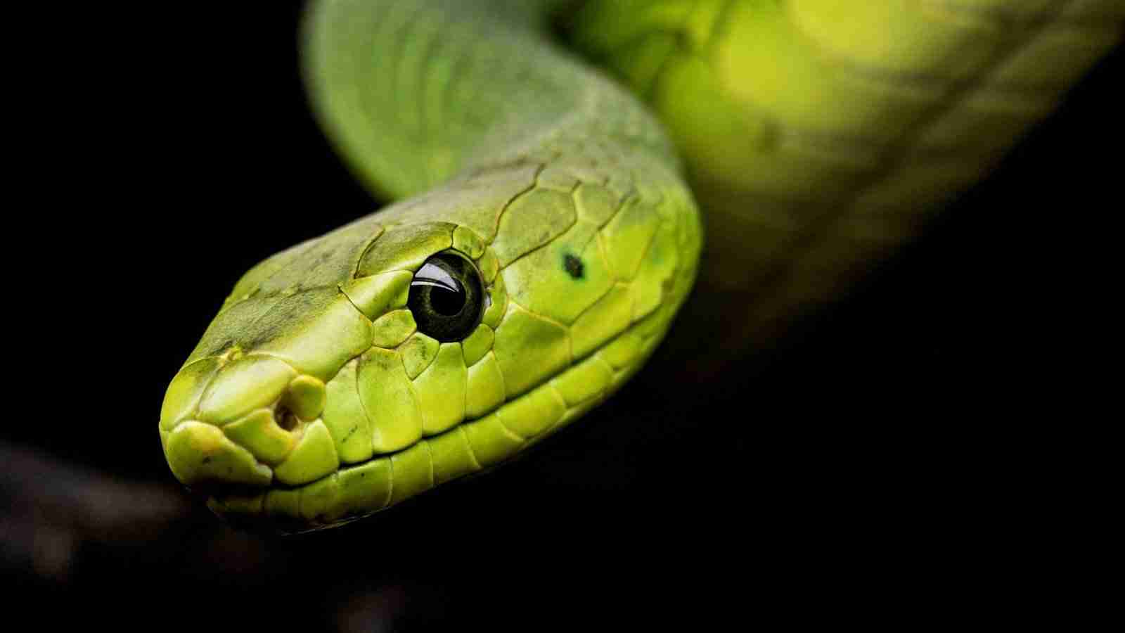 Snake Malware Biting Hard on 50 Apps For Only $25