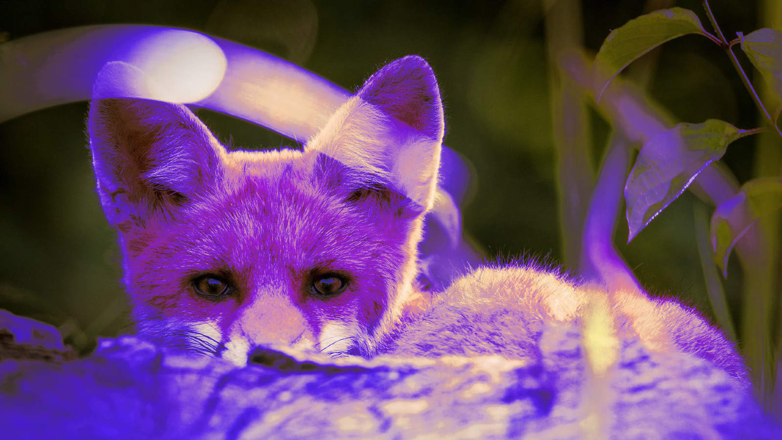 New PurpleFox Botnet Variant Uses WebSockets For C2 Communication