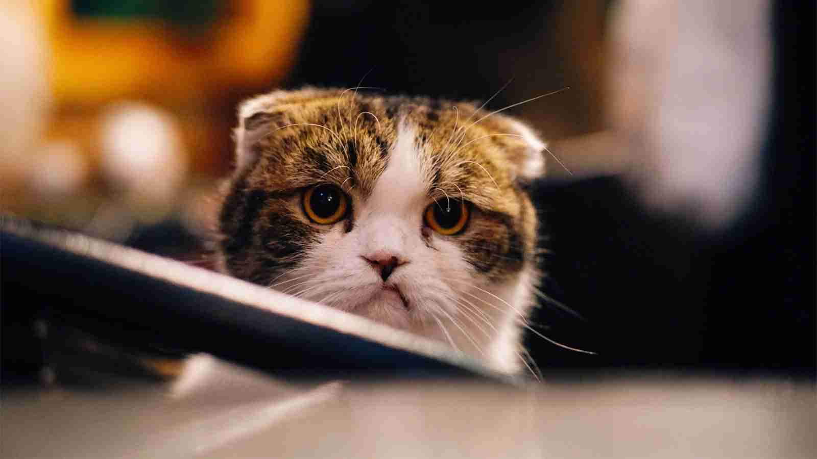 Popular Q&A app Curious Cat Loses Domain, Posts Bizarre Tweets