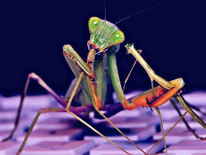 Roaming Mantis Android Malware Campaign Sets Sights on Europe